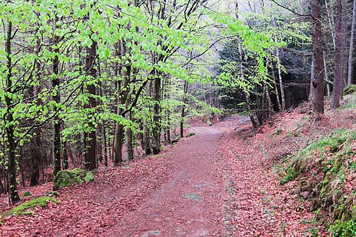 Atholl Woods Path in Spring