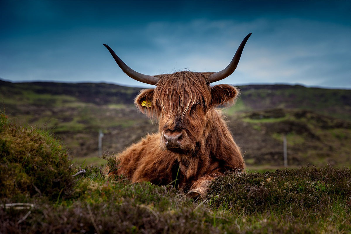 Cattle in Highland Perthshire