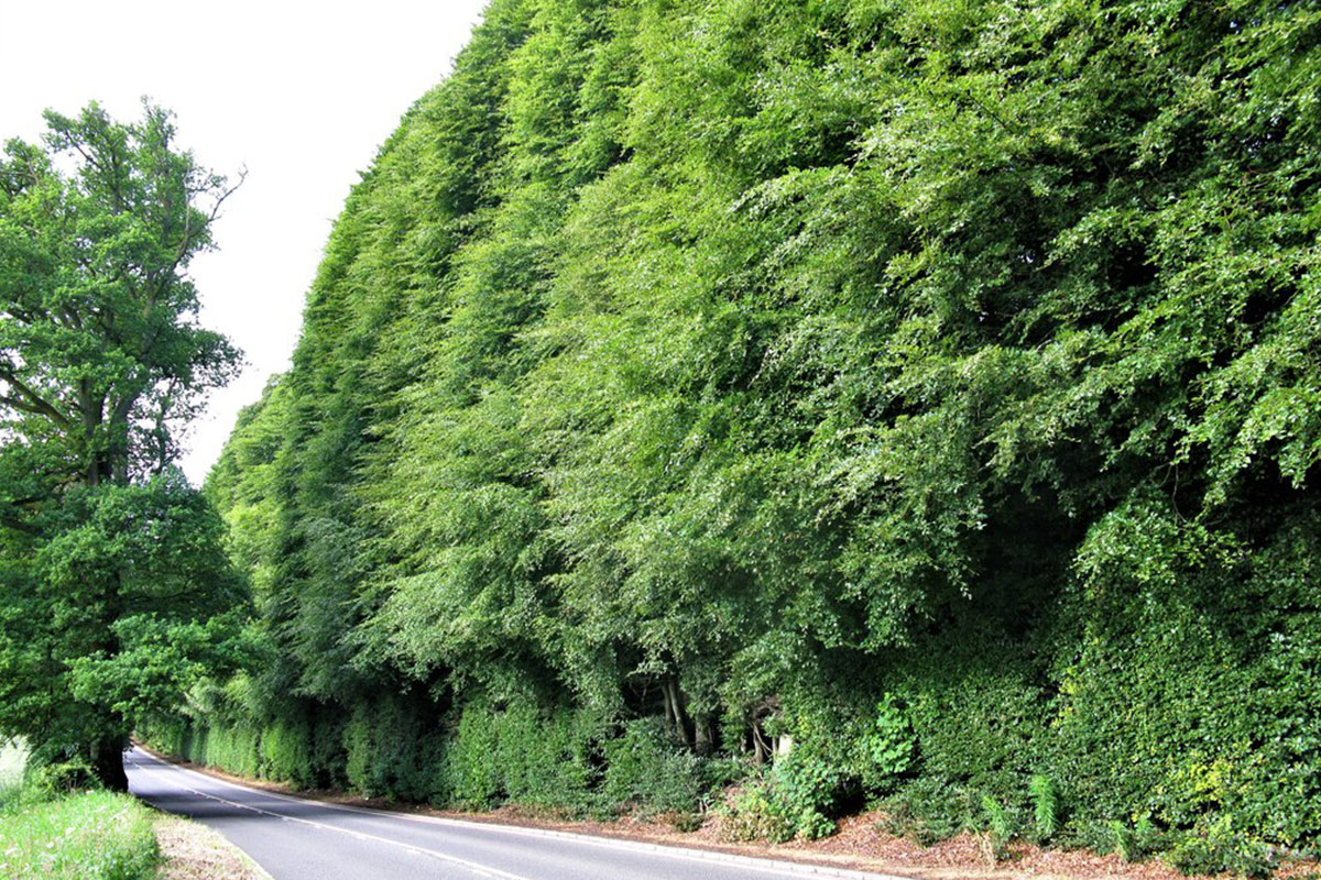 Meikleour Beech Hedge